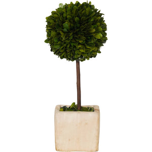 Terracotta Square Pot & Perserved Topiary Tree