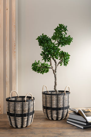 Ginseng Ficus Tree in Pot