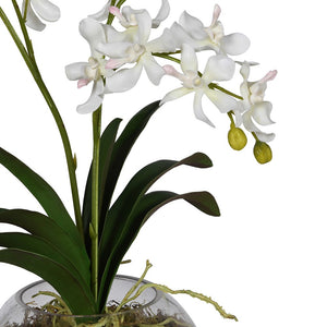 White Orchid with Moss in Glass