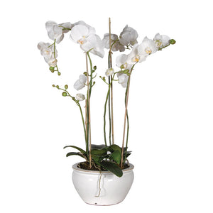 White Orchid Phalaenopsis Plant in White/Cream Bowl