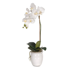 White Orchid Phalaenopsis Plant in Cream Glazed Pot