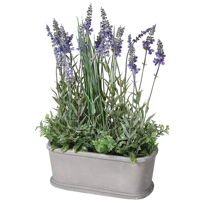 Small Lavender Bush in Pot