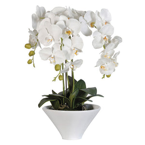 White Phalaenopsis Orchid in White Pot