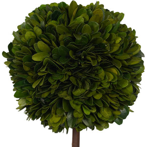 Terracotta Square Pot & Perserved Topiary Tree