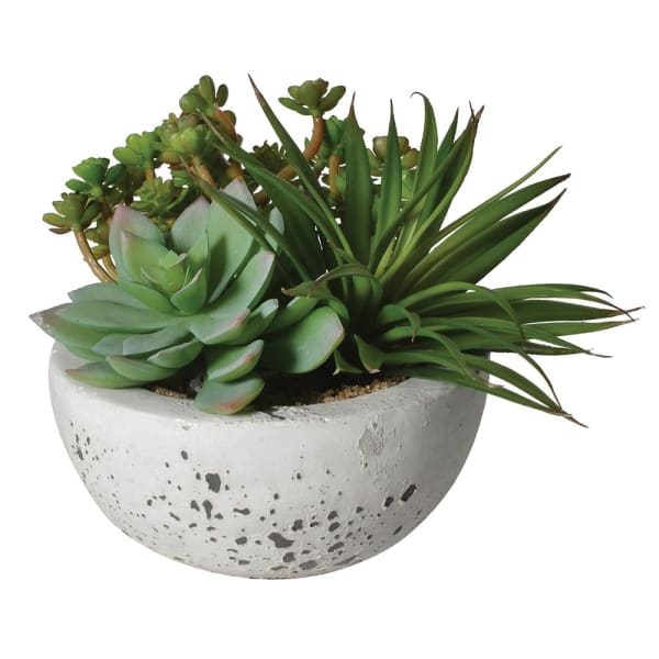 Arrangement of Green Succulents in Bowl