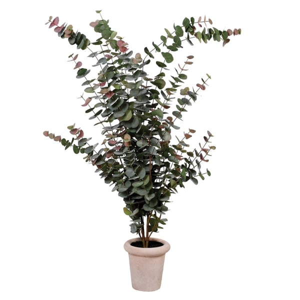 Eucalyptus Tree with Hint of Pink in Pot
