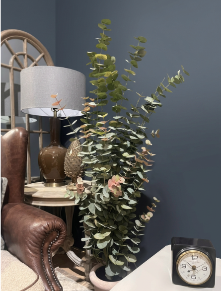 Eucalyptus Tree with Hint of Pink in Pot