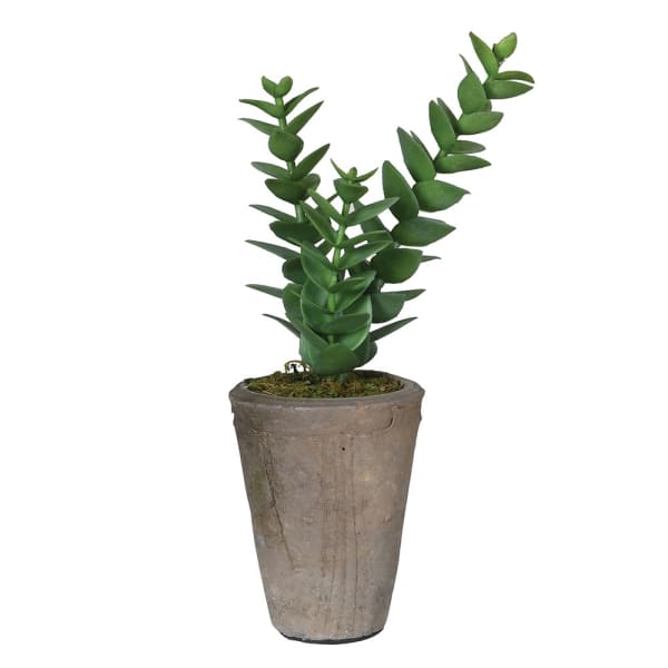 Faux Echeveria W/Moss in Pot