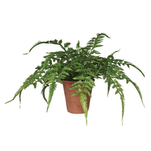 Fern in Teracotta Pot