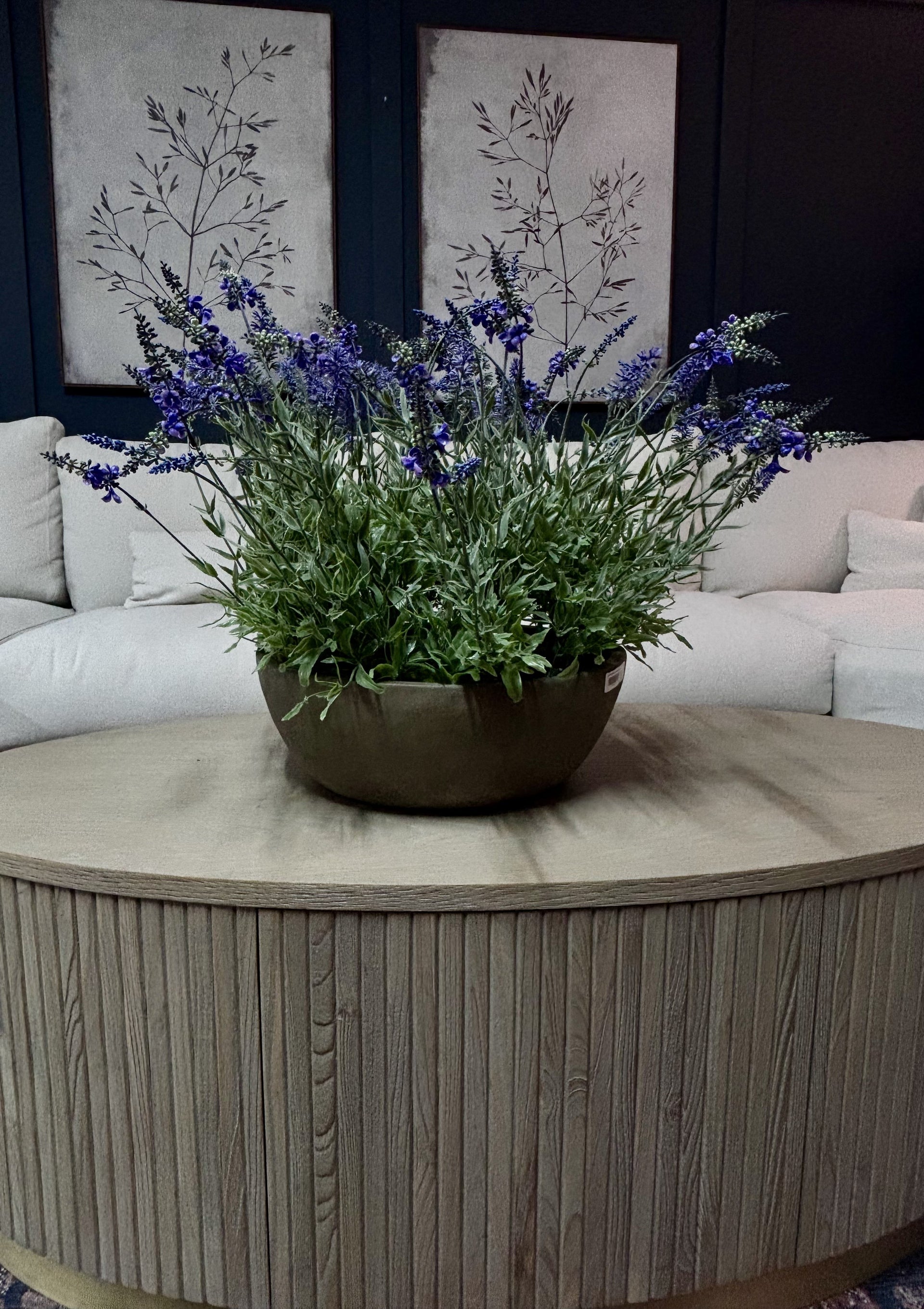Flowering Lavender Plant in Round Pot