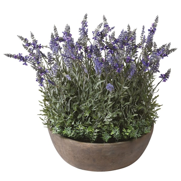 Flowering Lavender Plant in Round Pot