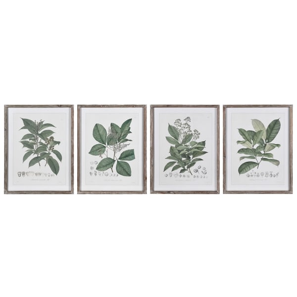 Framed Perennial Herbs Wall Art S/4