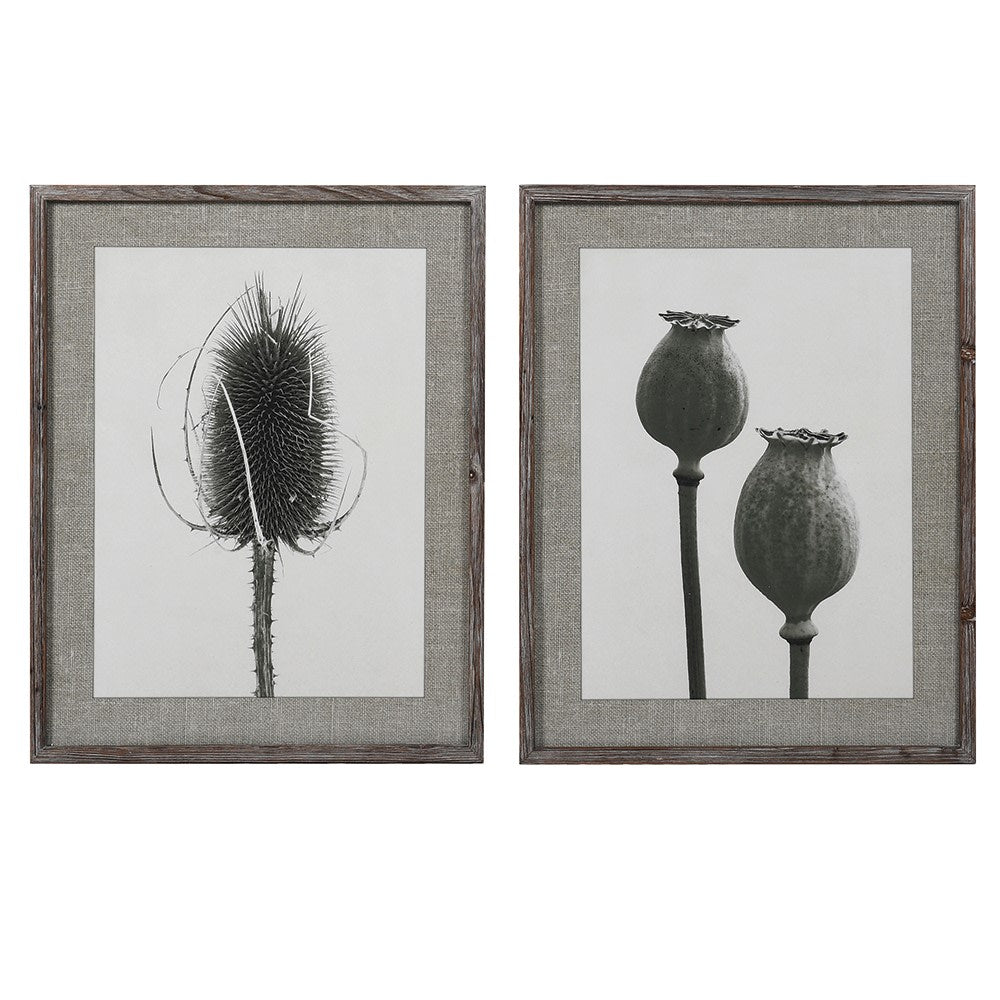 Set of 2 Framed Prints with Poppy & Teasel