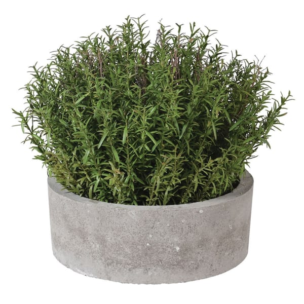 French Rosemary Plant in Pot