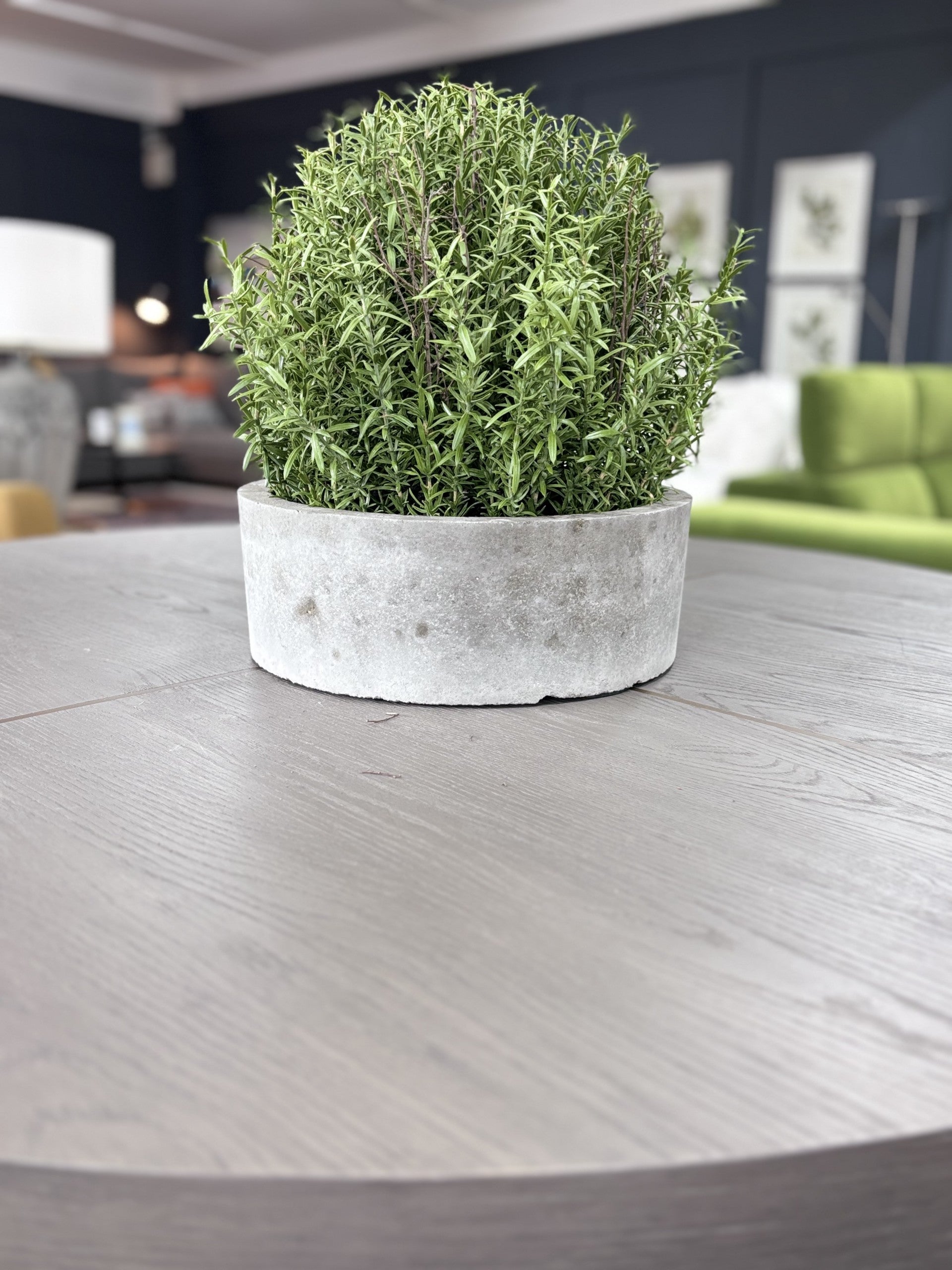 French Rosemary Plant in Pot