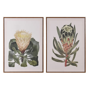 Set of 2 Protea Pictures in Frame
