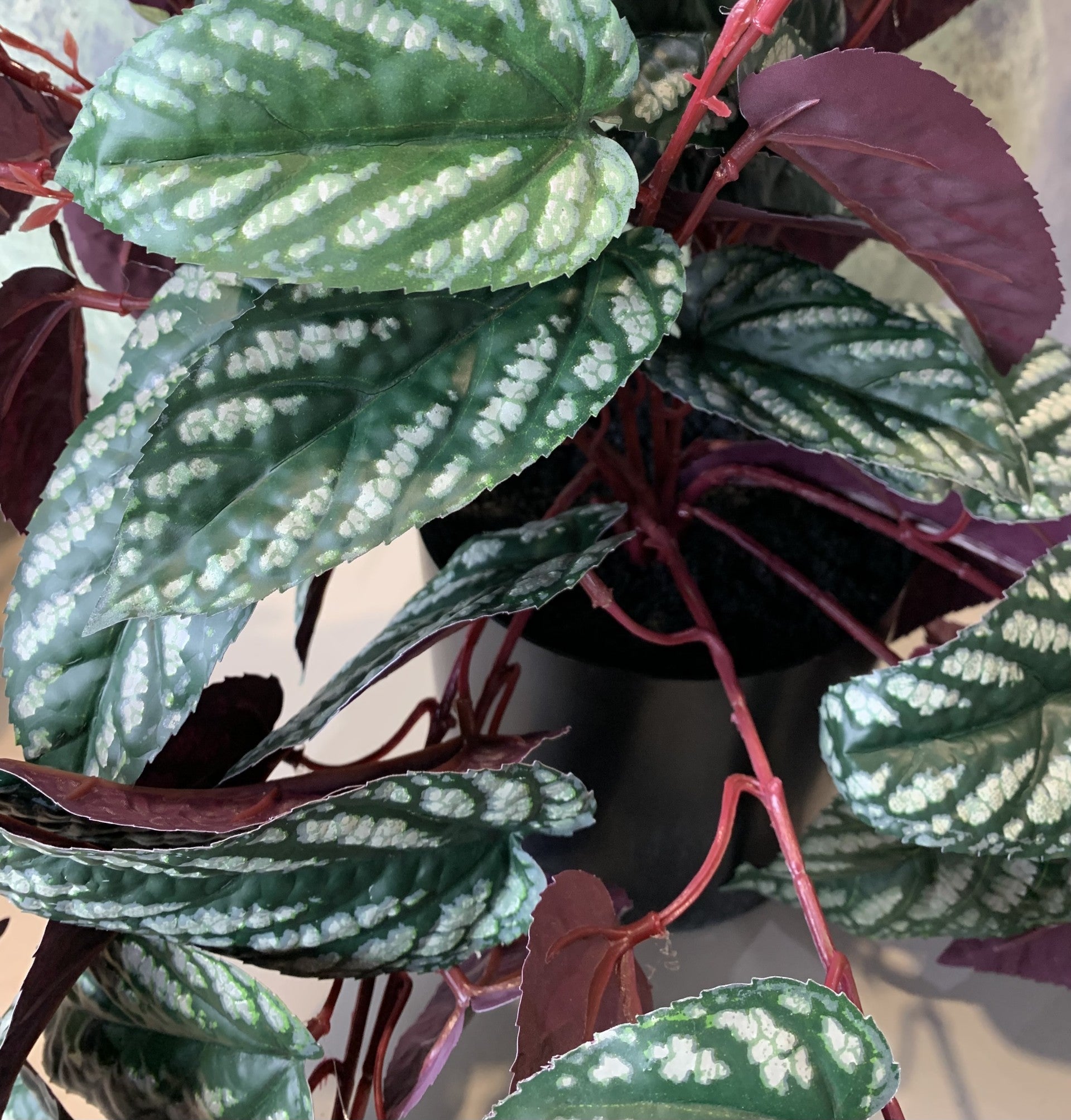 Hanging Burgundy Begonia in Pot