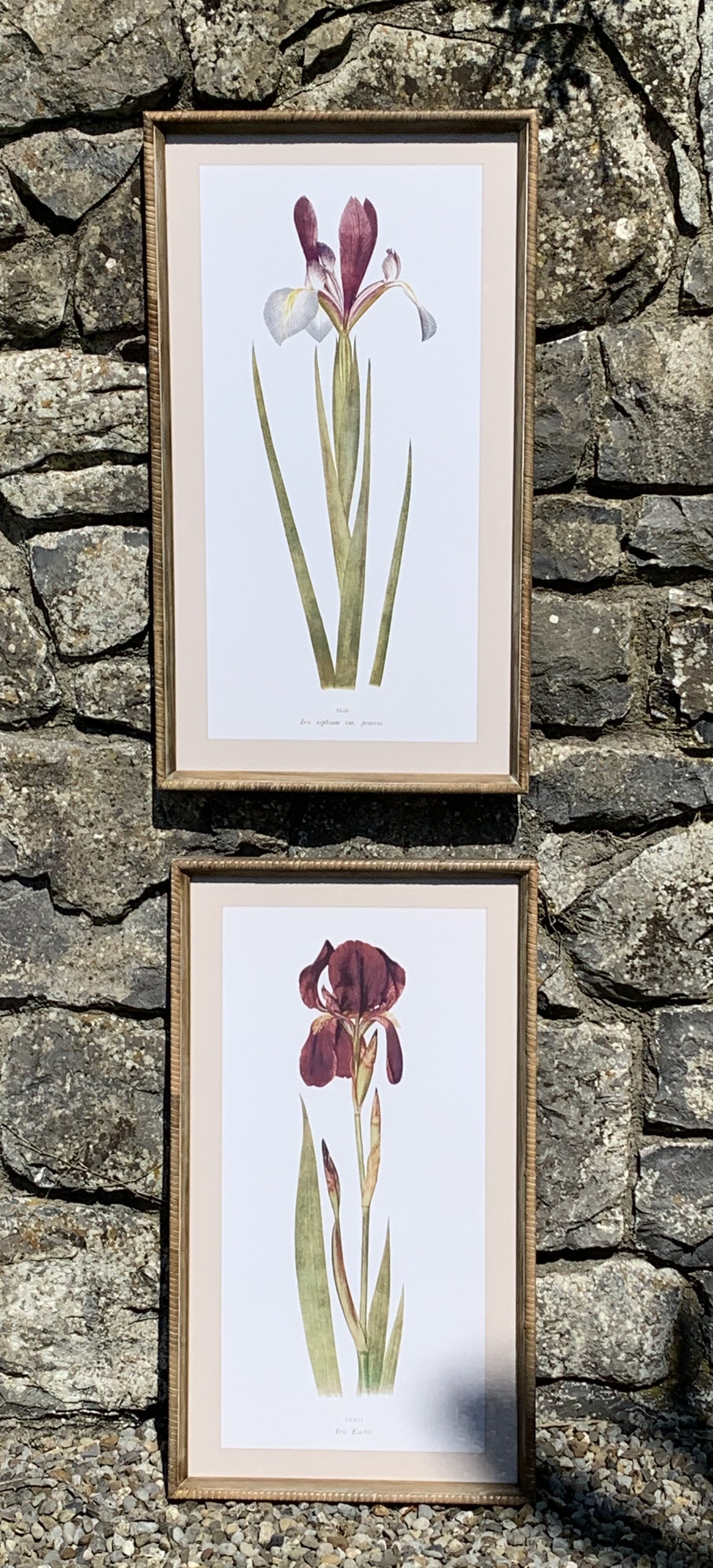 Iris in Bloom Picture Set of 2