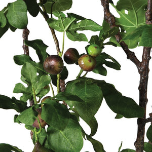 Fig Plant in Black Pot