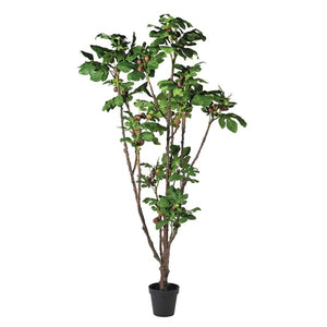 Fig Plant in Black Pot