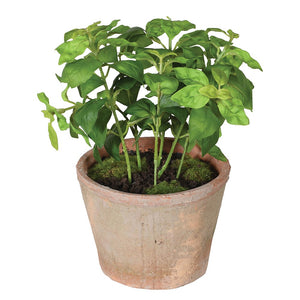 Potted Basil in Clay Pot