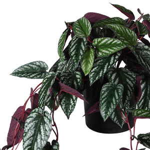 Variegated Burgundy Hanging Begonia