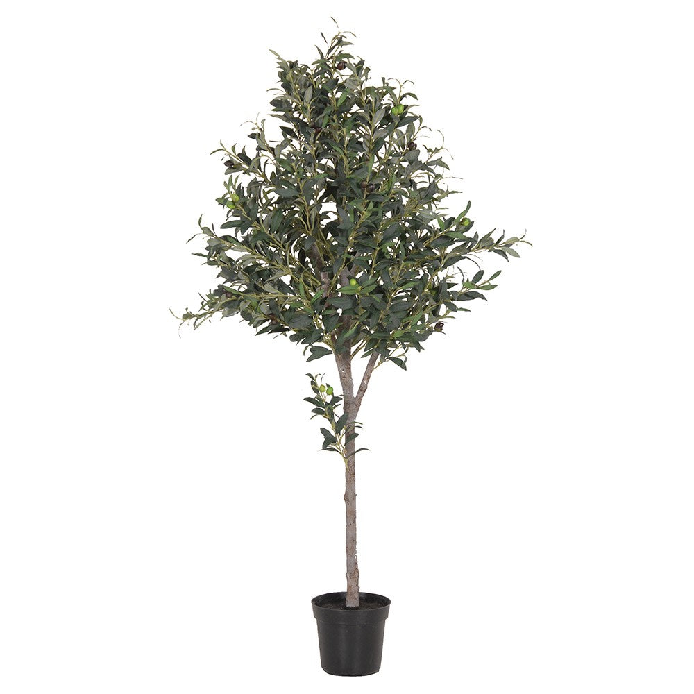 Large Olive Tree in Black Pot