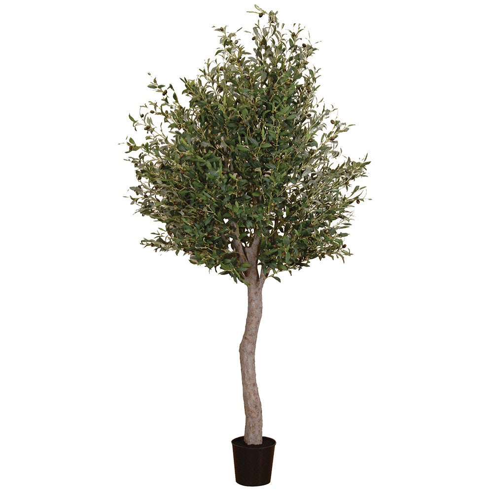 Extra Large Olive Tree in Black Pot