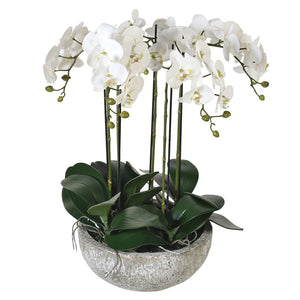 Large Orchid in Stone Look Bowl