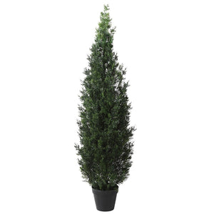 Outdoor Cedar Tree