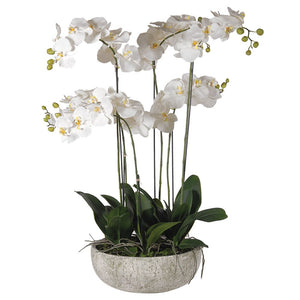 White Orchid Phalaenopsis Plants in Stone Look Bowl