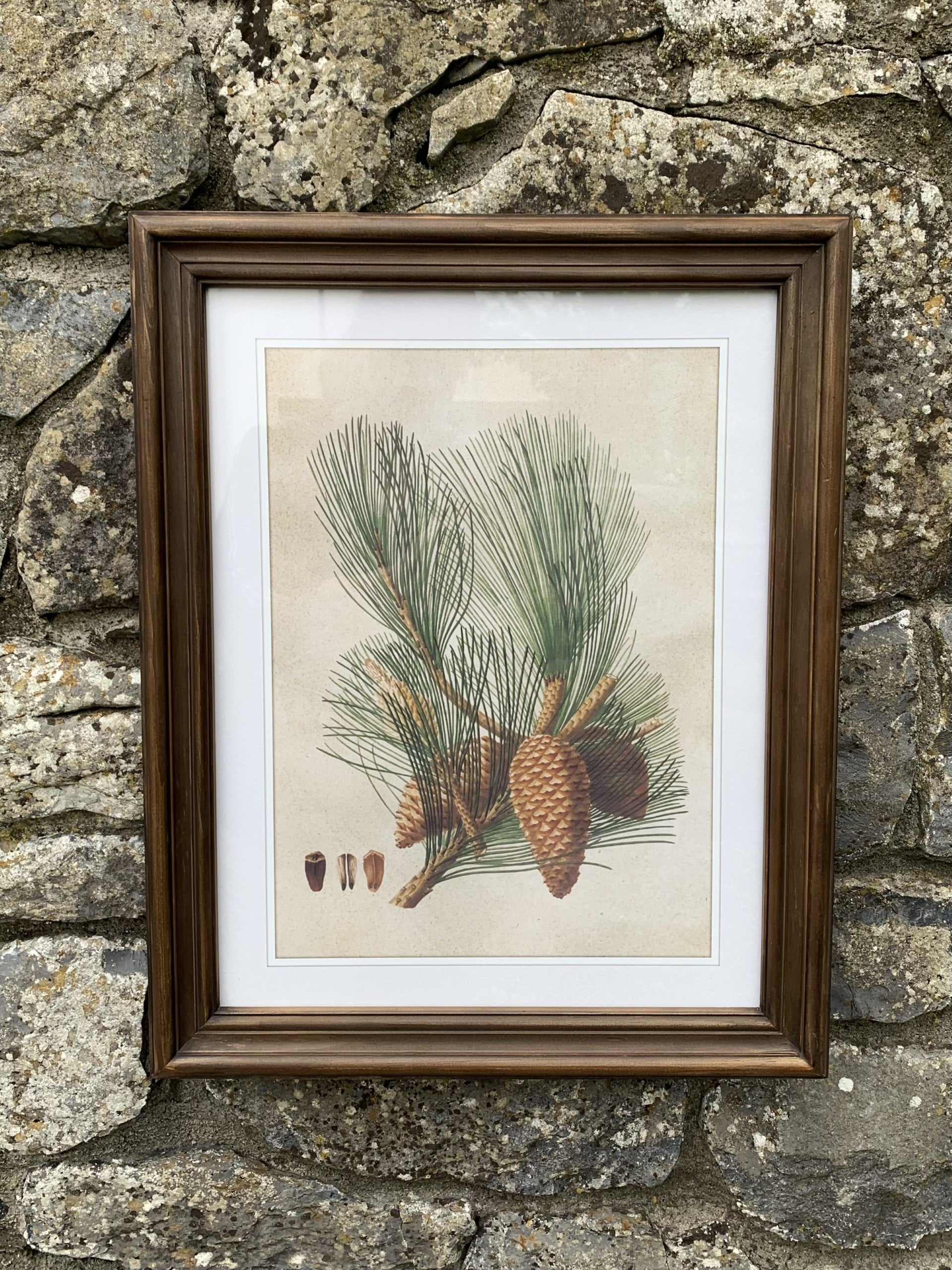 Framed Pinecone Picture Set of 4