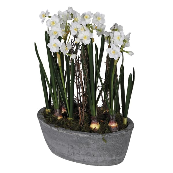 Whites with Moss in Pot
