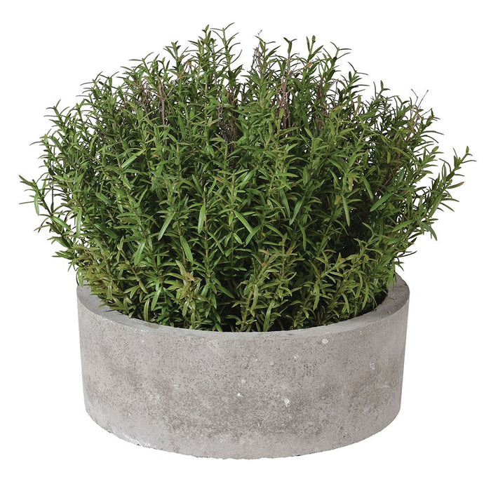 French Rosemary in Pot