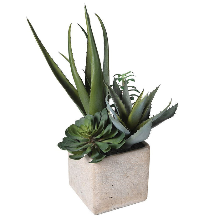 Assorted Cactus in Grey Pot